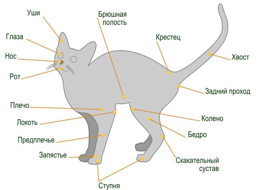 Анатомия британской короткошерстной кошки
